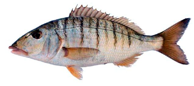 Lithognathus mormyrus_03.jpg